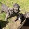 Cane corso pedigree puppies