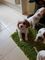 Cavalier king charles cachorros