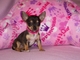 Chihuahua cachorros de juguete de regalo disponibles para la adop