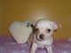 Chihuahua Puppies Ready Now - Foto 1
