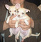 Chihuahuas tamaño mini - Foto 1