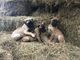 Gorgeous Bullmastiff cachorros - Foto 1