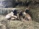 Gorgeous bullmastiff cachorros