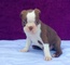 Gratis boston terrier cachorros disponibles