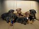 Gratis cachorros doberman