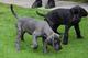 Gratis cachorros gran danés con buenos