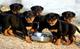 Gratis fuertes rottweiler cachorros