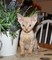 Gratis gatito devon rex listo ahora