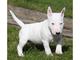 Gratis gratis bullterrier miniatura