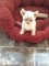 Gratis gratis Gatito Devon Rex listo ahora - Foto 1