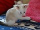 Gratis Impresionantes gatitos siameses - Foto 1