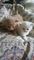 Gratis Pedigree Maine Coon gatitos - Foto 1