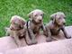 Gratis weimaraner notables cachorritos