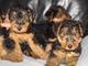 Guapos cachorros de Cardigan Corgi Galés - Foto 1