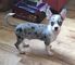 Hermoso Blue Merle Chihuahua Dog - Foto 1
