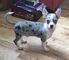 Hermoso blue merle chihuahua dog