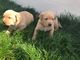 Hermosos cachorros de labrador