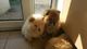 Hermosos Chow Chow Puppies - Foto 1