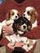Impresionante Cavalier King Charles Spaniel cachorros - Foto 1