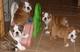 Impresionantes cachorros de bulldog inglés para adopción