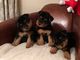 Impresionantes galés tricolor cachorros - Foto 1
