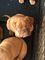Impresionantes perritos de Dogo de Burdeos - Foto 1