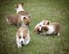 Impresionantes perritos kc reg corgis