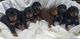 Increíbles cachorros Dobermann - Foto 1
