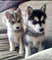 Increíbles cachorros pomsky rehoming - Foto 1