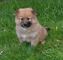 Kc Registered Chow Chow Puppy - Foto 1