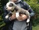 Kc Registered Old English Puppies - Foto 1