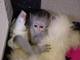 Lindos monos capuchinos para su aprobación