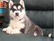 Macho y hembra camada husky siberiano para adopción