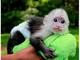 Monos capuchinos socializados bien para su adopción