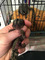 Monos de marmoset de dedo para la venta - aldea del fresno