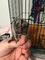 Monos de marmoset de dedo para la venta - Aldea del Fresno - Foto 2