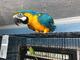 Niedlichen sprechenden Aras Papageien - Foto 1