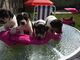 Parson russell terrier pups