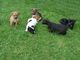 Patterdale Terrier cachorros - Foto 1