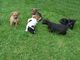 Patterdale terrier cachorros