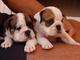 Perritos de bulldog ingleses registrados para la adopción