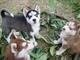 Perros cachorros de husky siberiano de pura raza