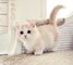 Precioso gatito Munchkin - Foto 1
