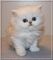 Preciosos gatitos persas