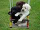 Regalo Adorables cachorros Labrador retriever para su adopción - Foto 1