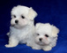 Regalo bichon maltes mini toy para adopcion 01