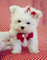 Regalo bichon maltes mini toy para adopcion 02