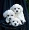 Regalo bichon maltes mini toy para adopcion7