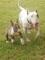 Regalo bullterrier///bullterrier///