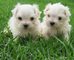 Regalo cachorros bichon maltes miniaratura 10